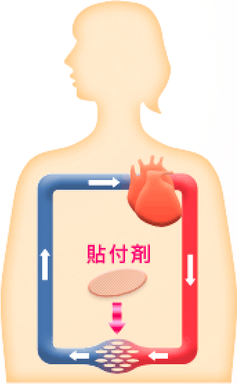 薬が貼付剤から皮膚を通して吸収される図