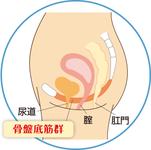 骨盤底筋群