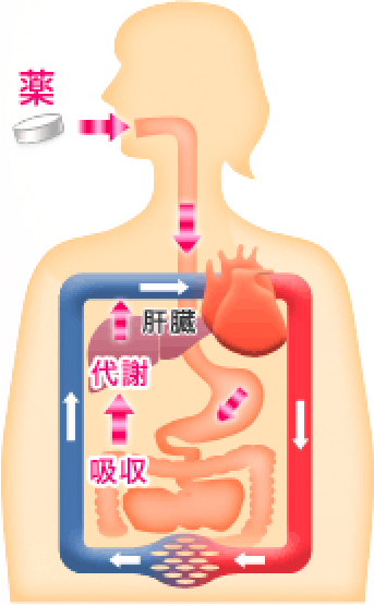 薬が胃腸から肝臓を通って吸収される図