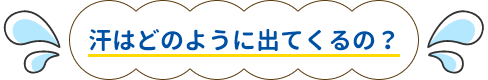 汗はどのように出てくるの？